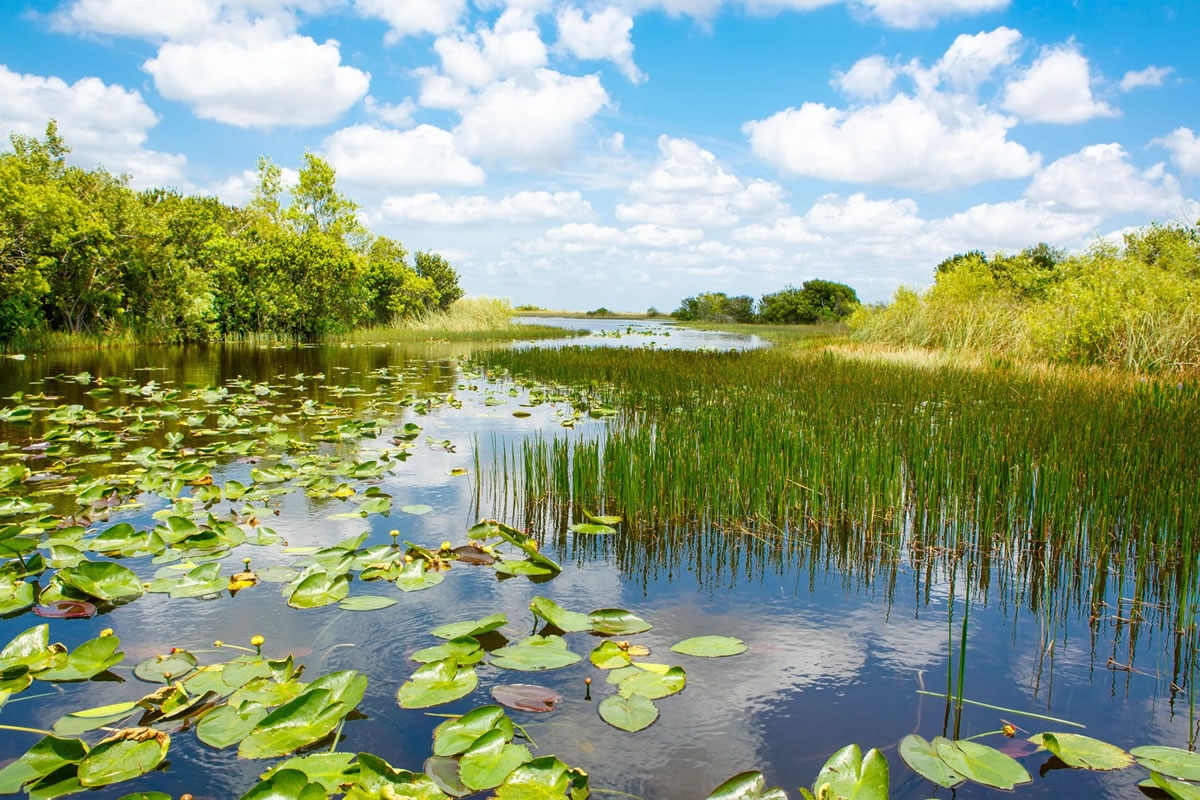 Importance of the Florida Everglades