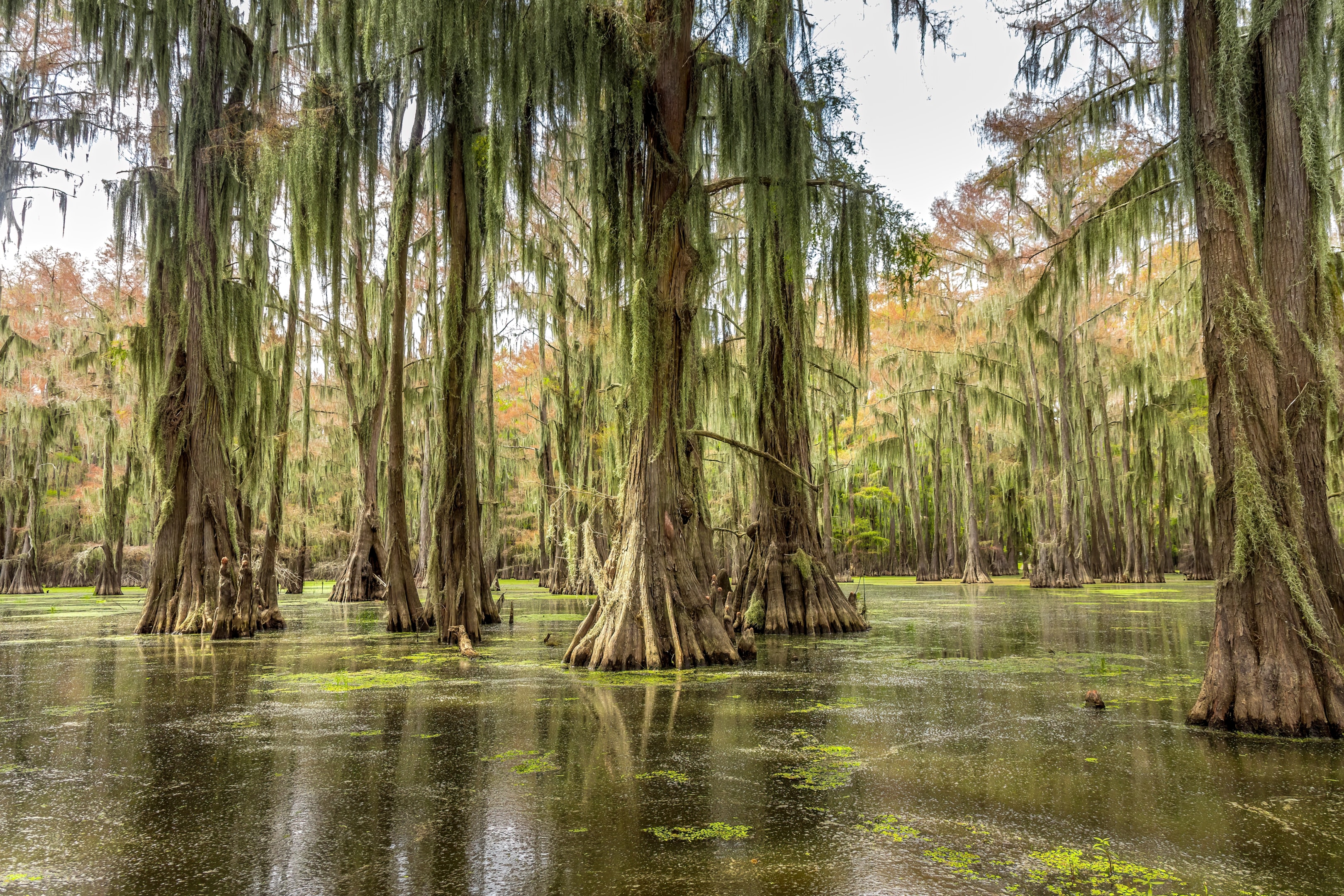 Submerged trees, black bass, standing Tiber, one of the best state parks for fishing.