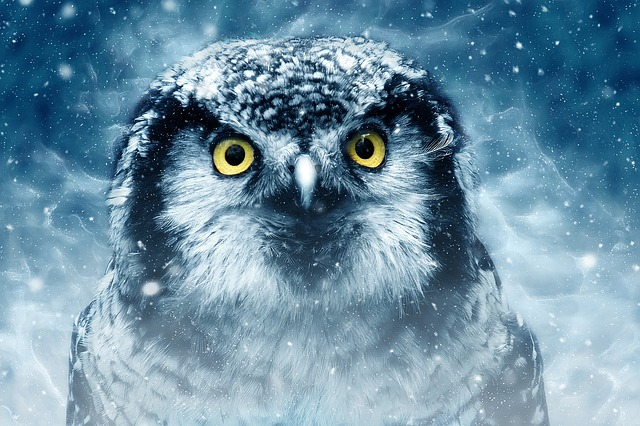 bird, owl, wildlife creative market