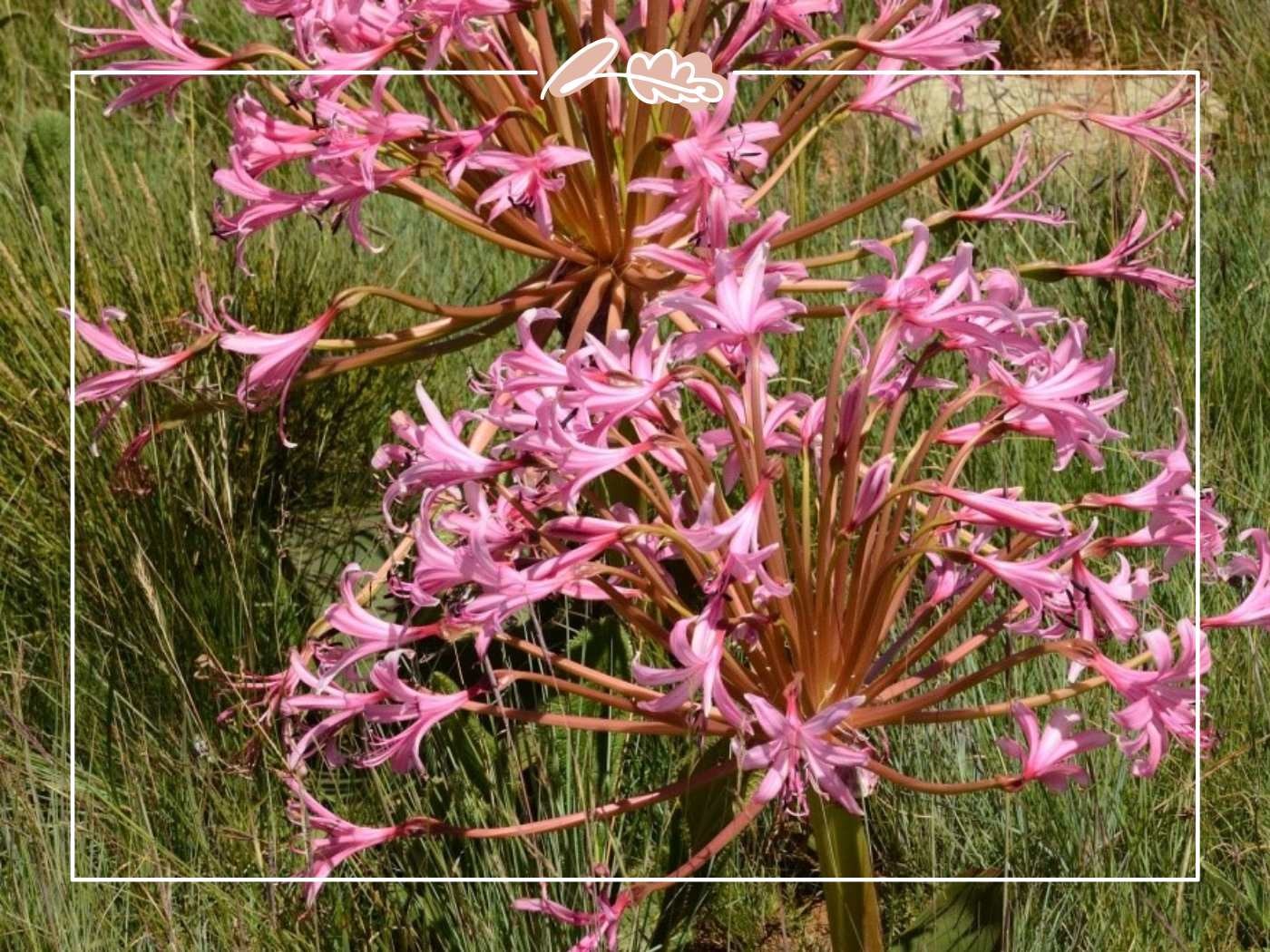 Pink nerine flowers in a wild grassland setting, South Africa