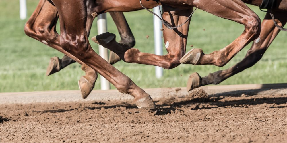 Horse Racing at Saratoga 2024