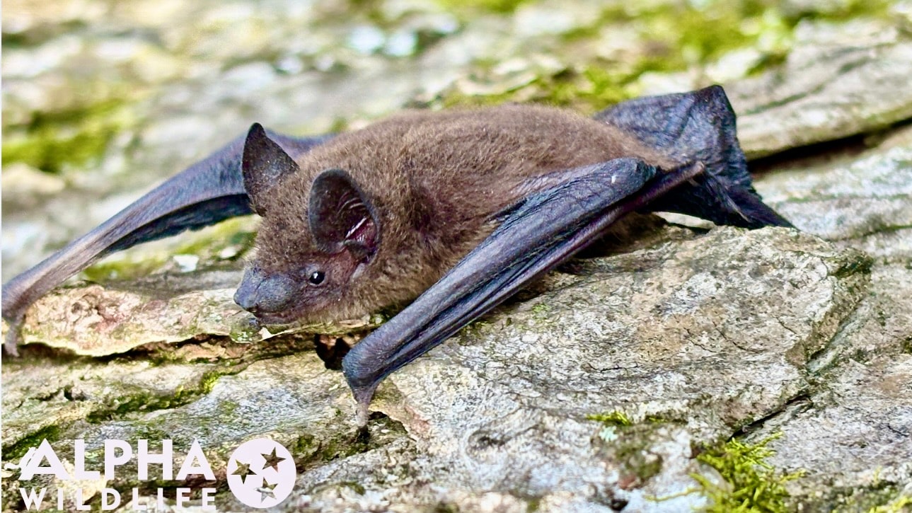 Bat laying on the ground in Lakeland TN