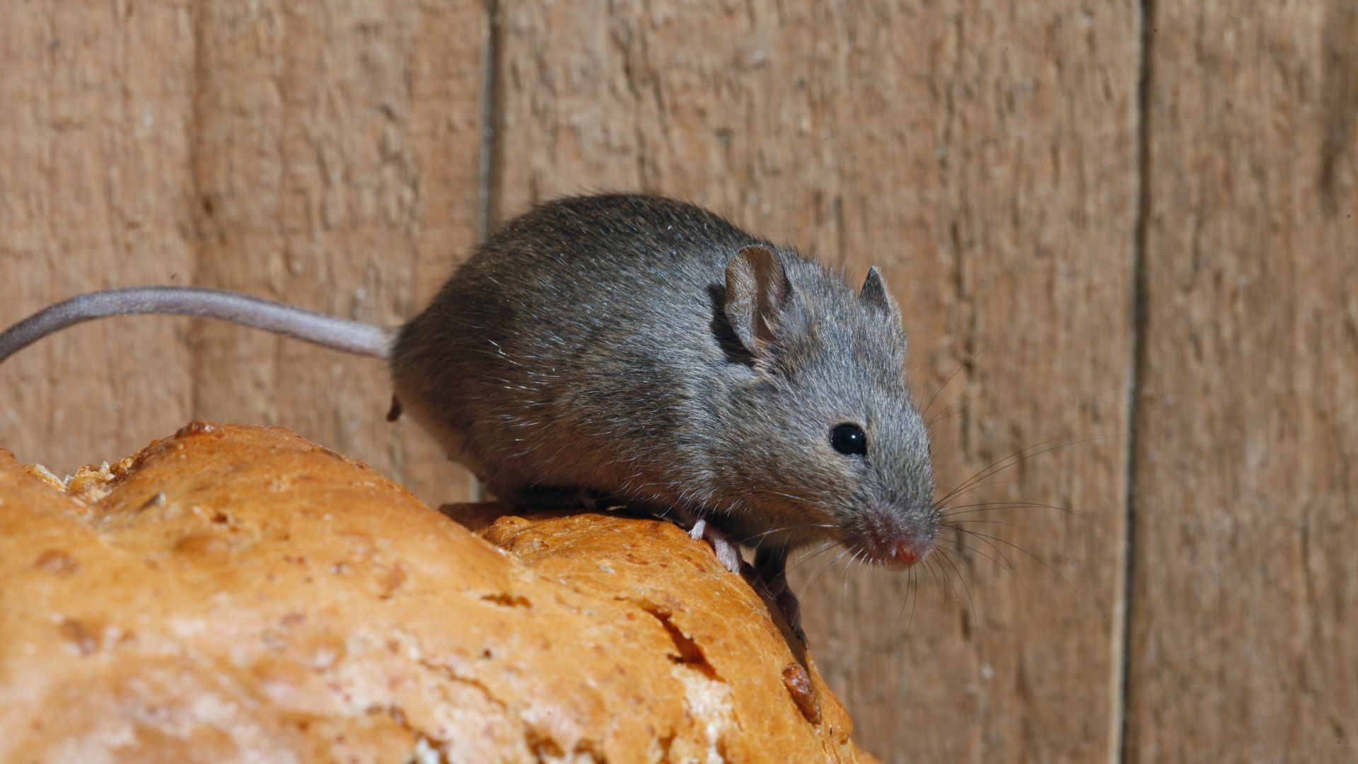 A picture of a mouse climbing on a piece of bread.