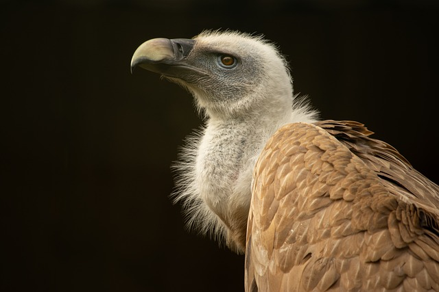 vulture, bird of prey, bird