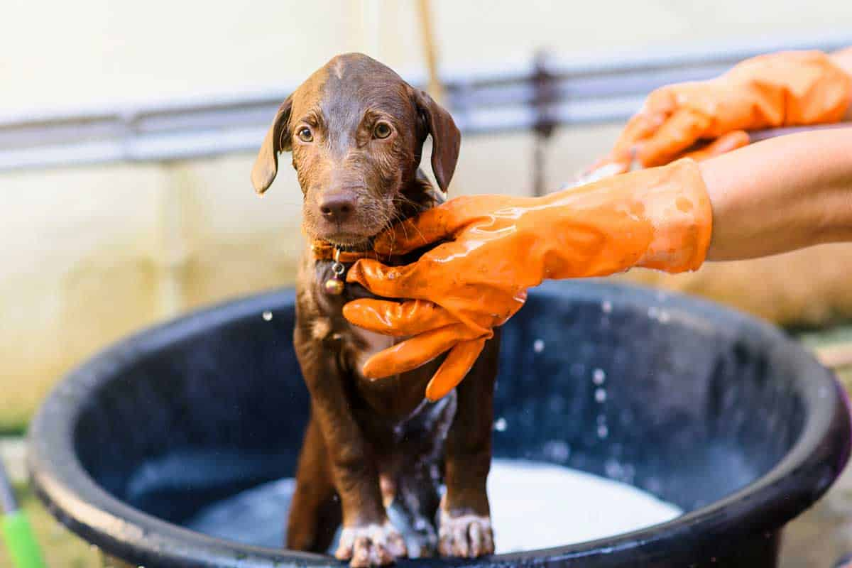 dogs, bath, showering dogs