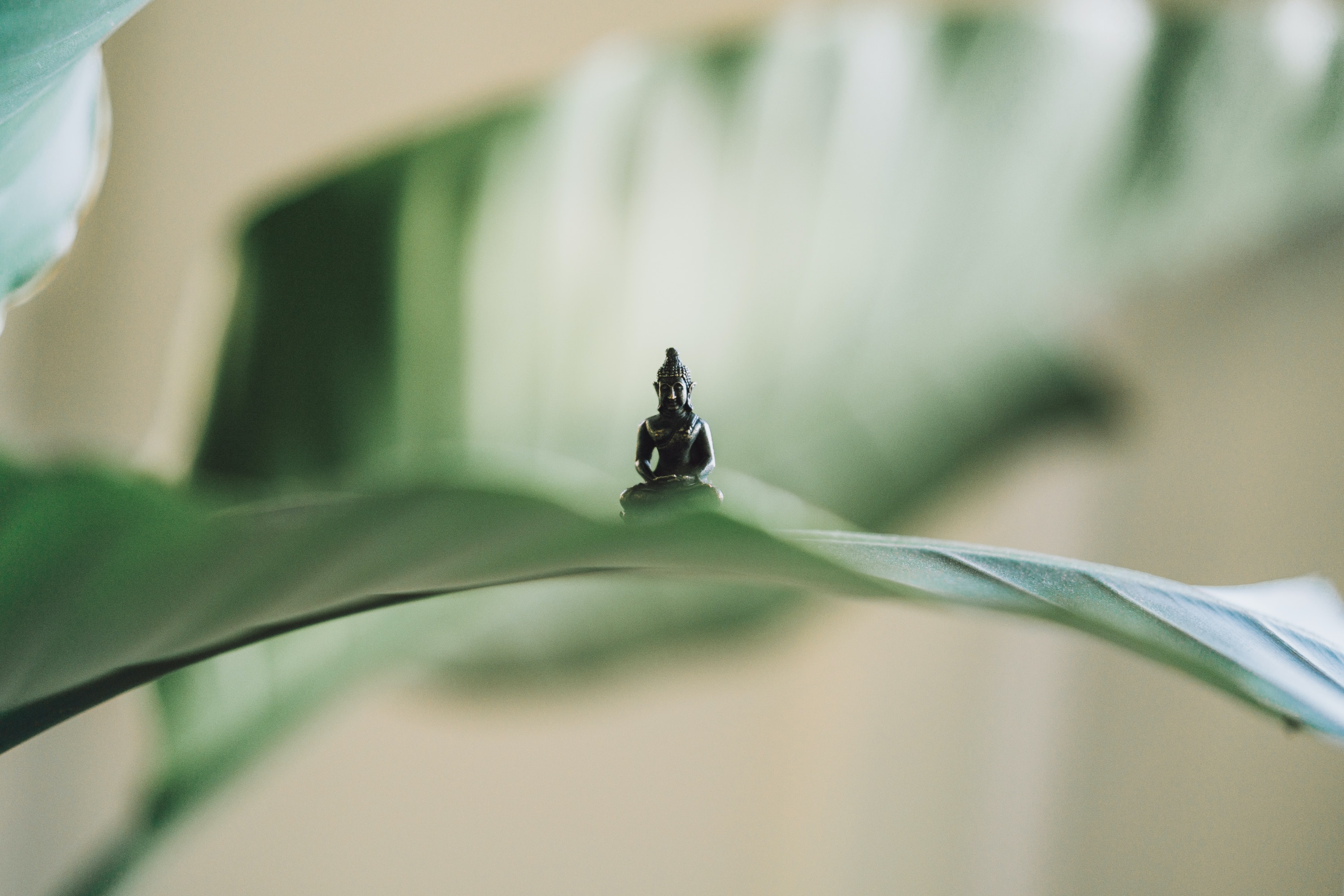 little buddha statue on a leaf