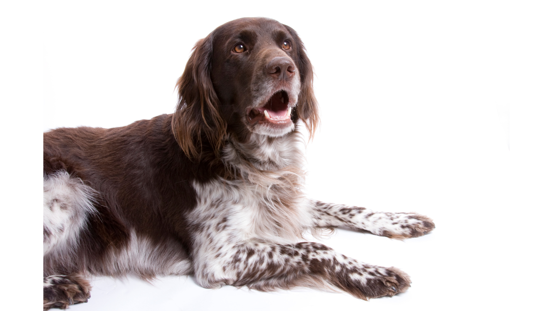A Small Munsterlander on a white background showing a speckled liver and white coat