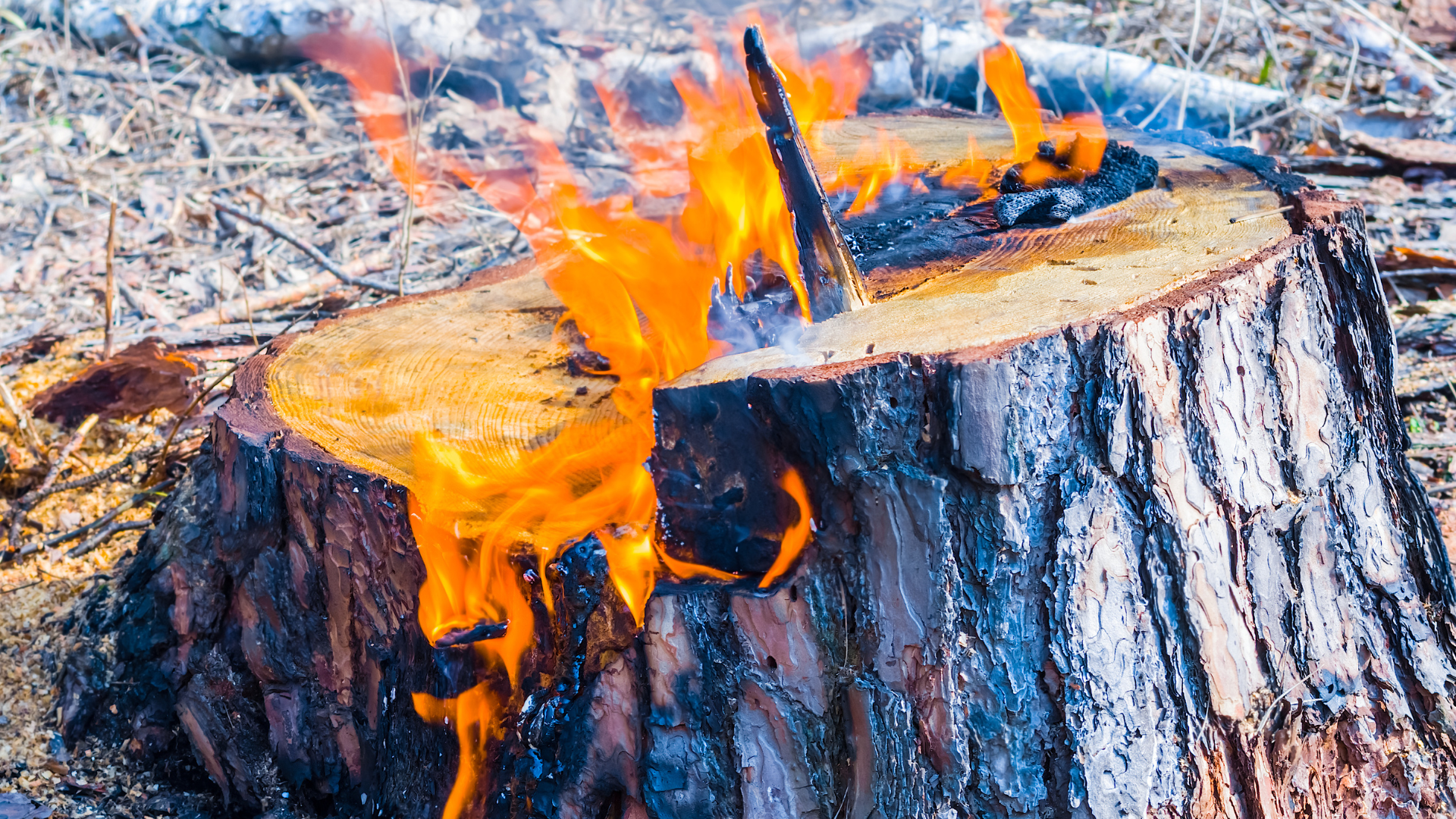 A tree stump burning via a chemical accelerant.