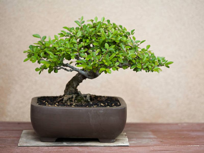 Bonsai pots were crafted from clay in natural, subdued colors and were frequently left unglazed.