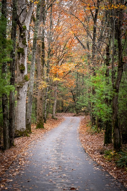 country road, fall, color