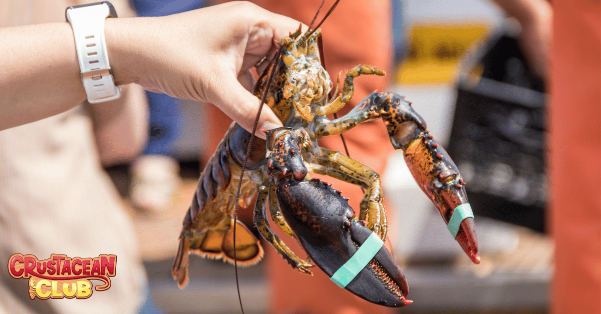 Image depicting a caught lobster