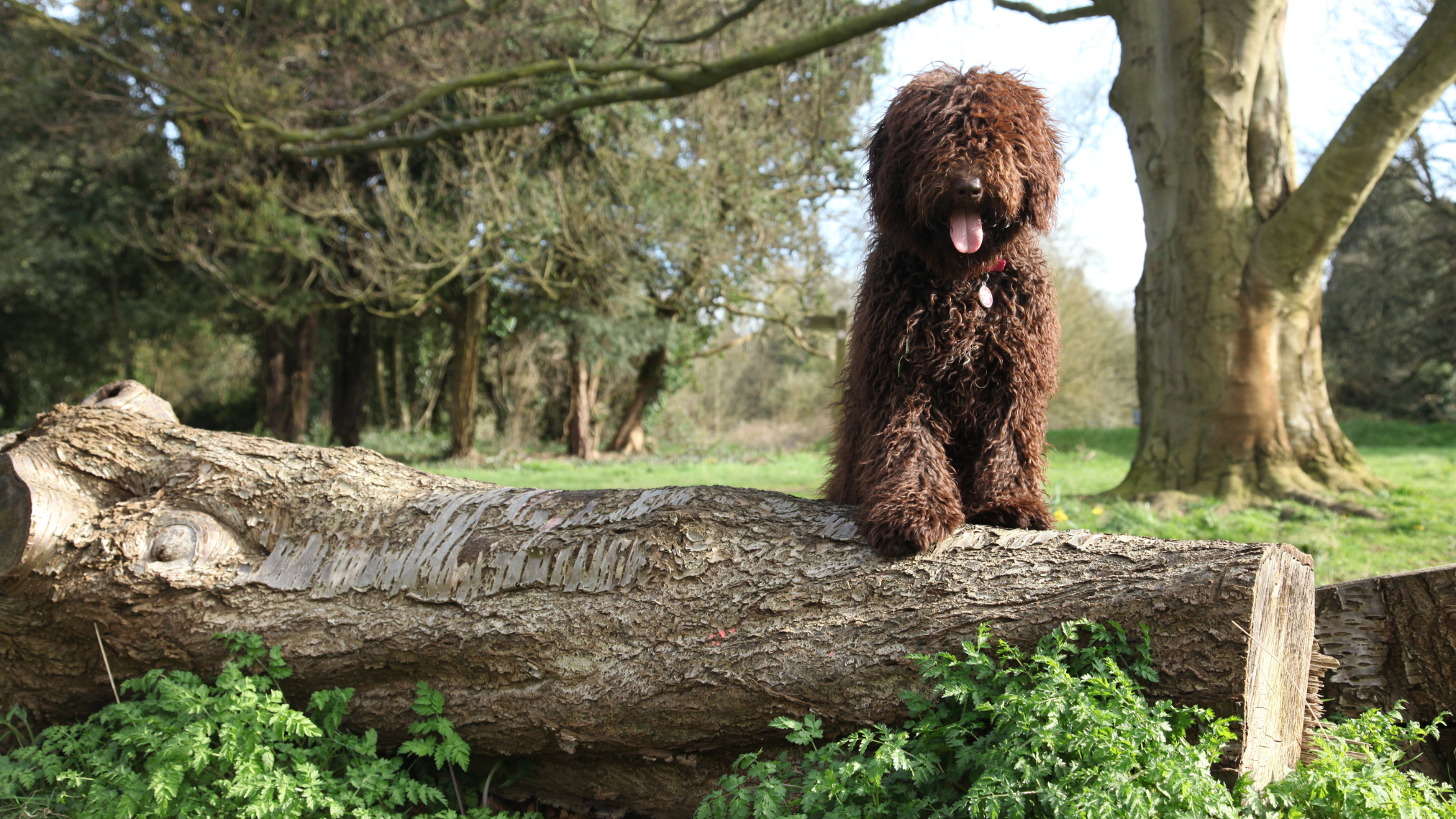 A shaggy Spanish Water Dog standing on a fallen tree trunk near a glen