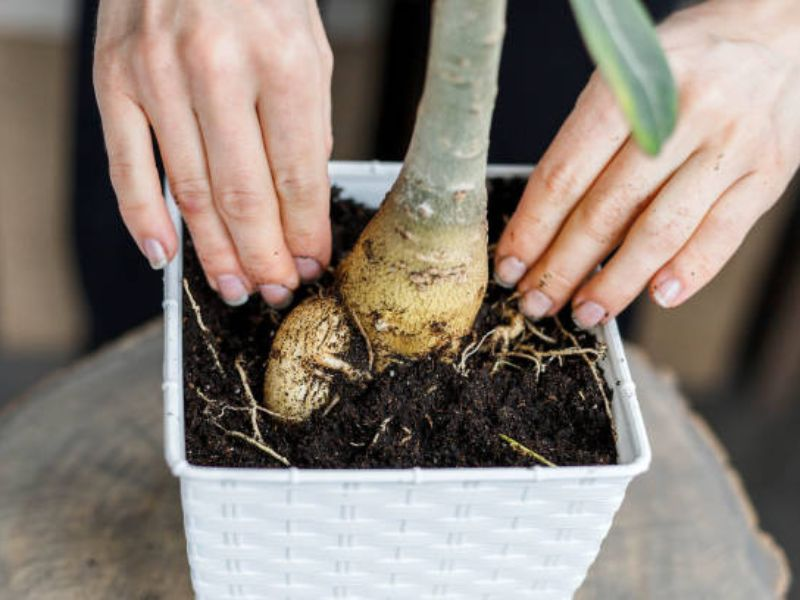 The right balance between water retention and root growth.