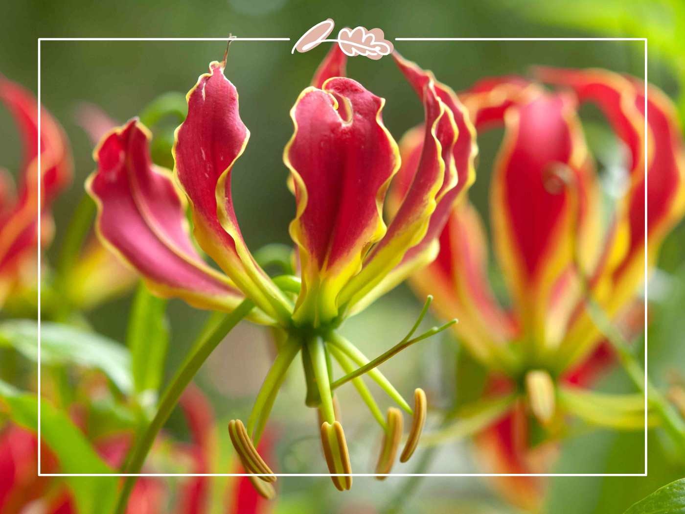 Flame lily flower close-up with red-and-yellow curled petals (Flowers of South Africa)