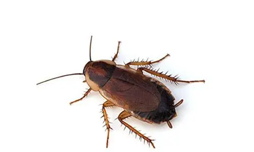 Get Rid of Wood Cockroaches