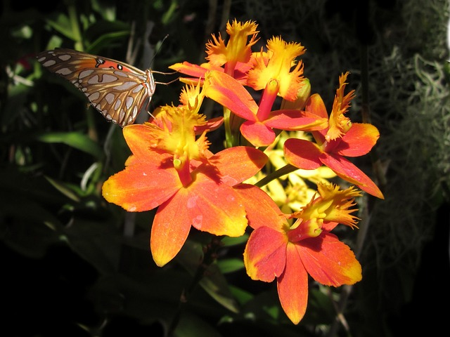 epidendrum, butterfly, orchid