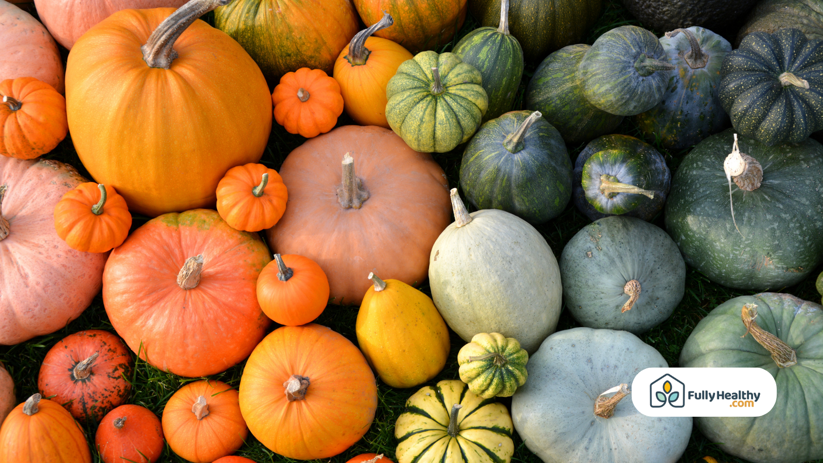 colorful mixed squash varieties display can dogs eat squash