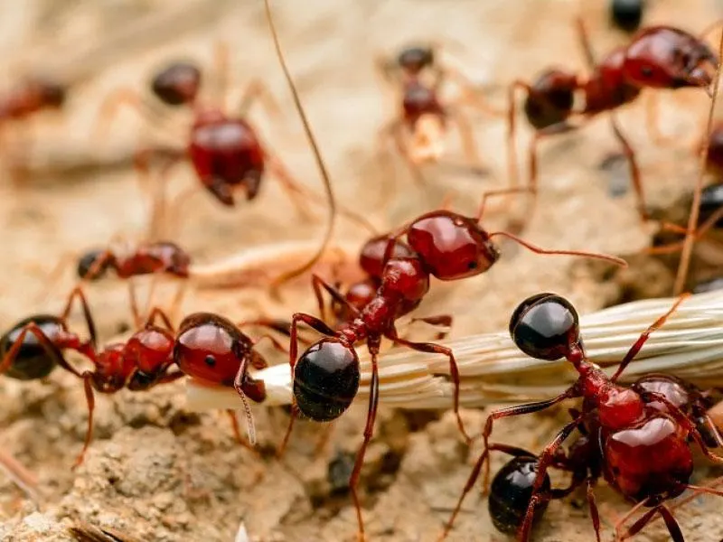How to Get Rid of Red Ants