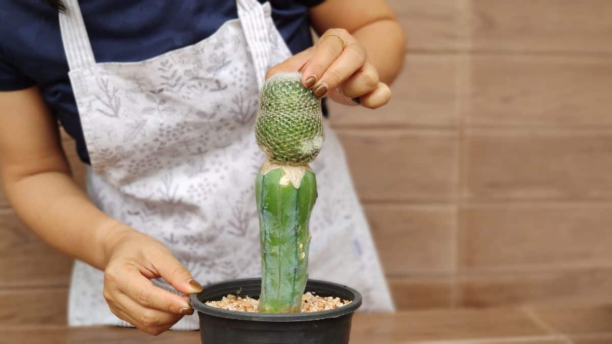 flat graft, grafted cactus, side graft