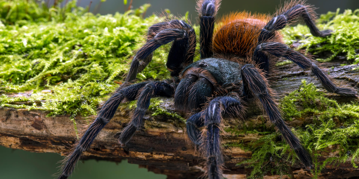 interesting animals in guatemala