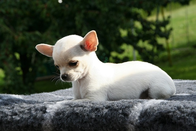 animal, dog, chihuahua