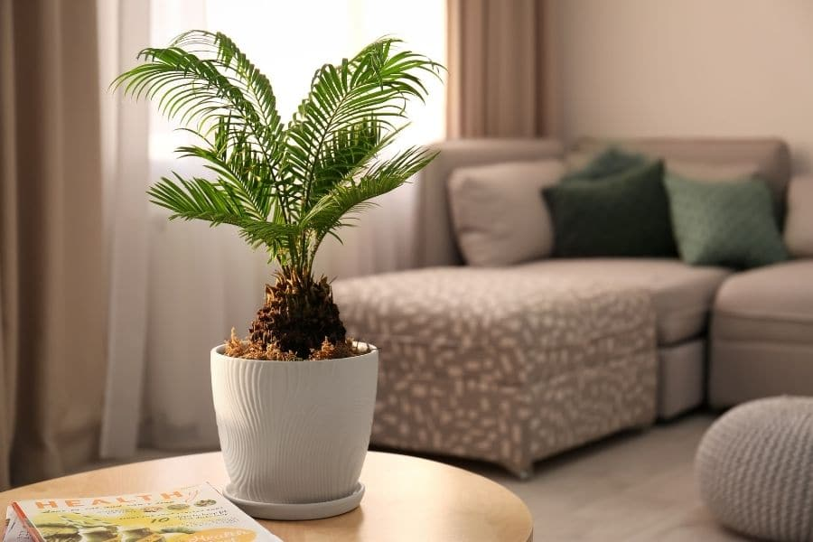 healthy palm, indoor plant, palm plants