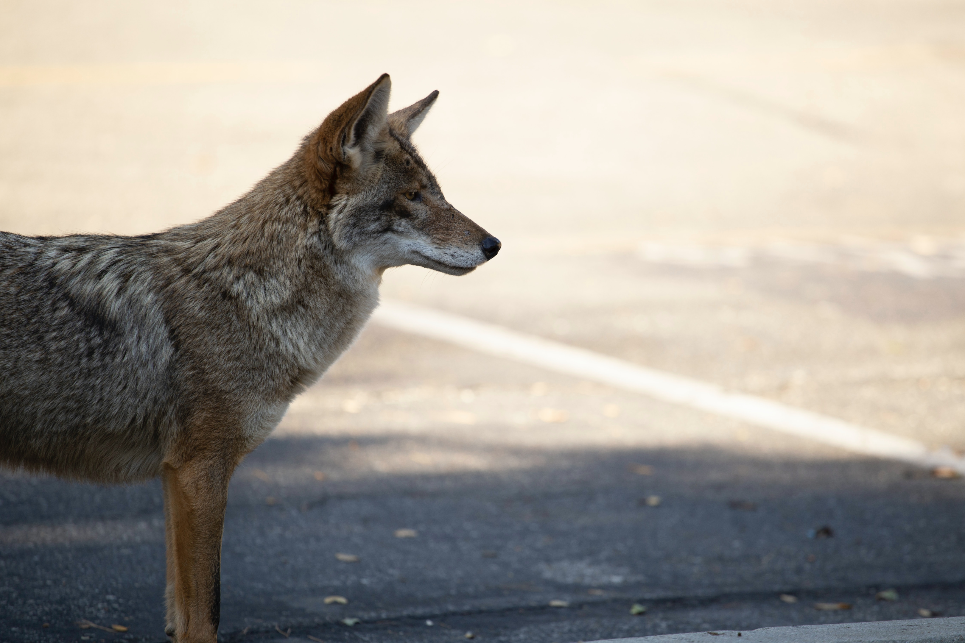 los angeles coyote