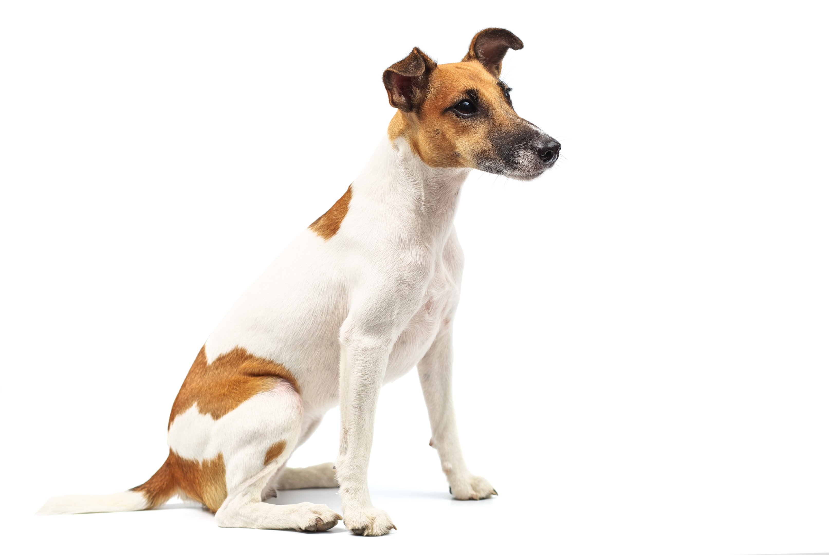 A side view of a Smooth Fox Terrier against a white background