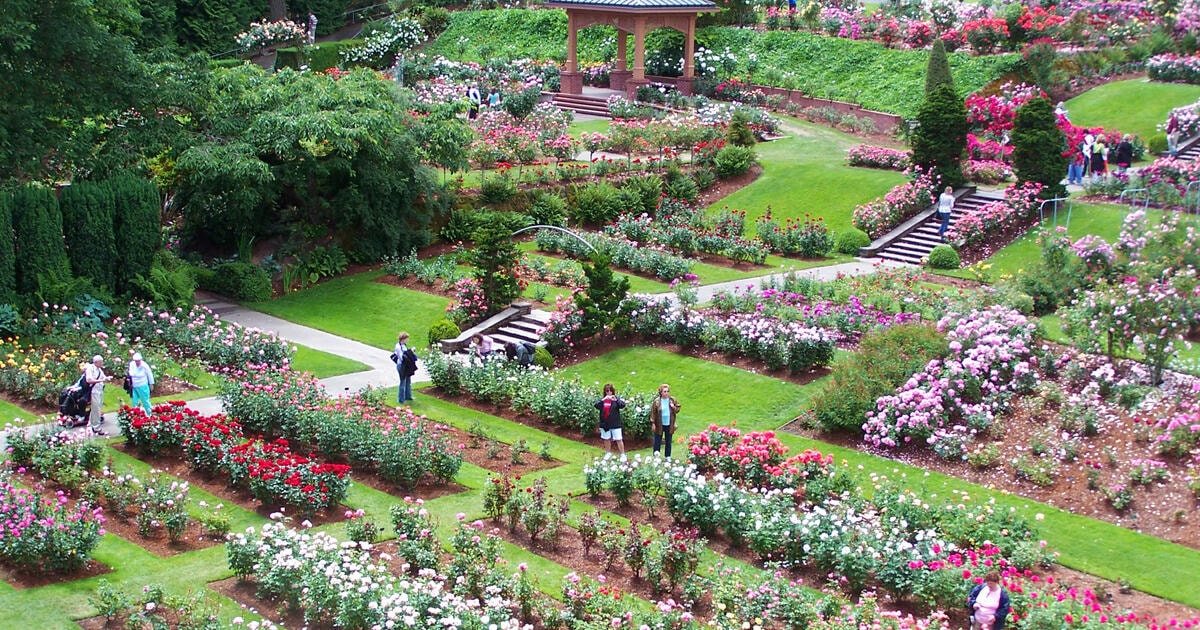 date ideas in portland: Portland International Rose Test Garden