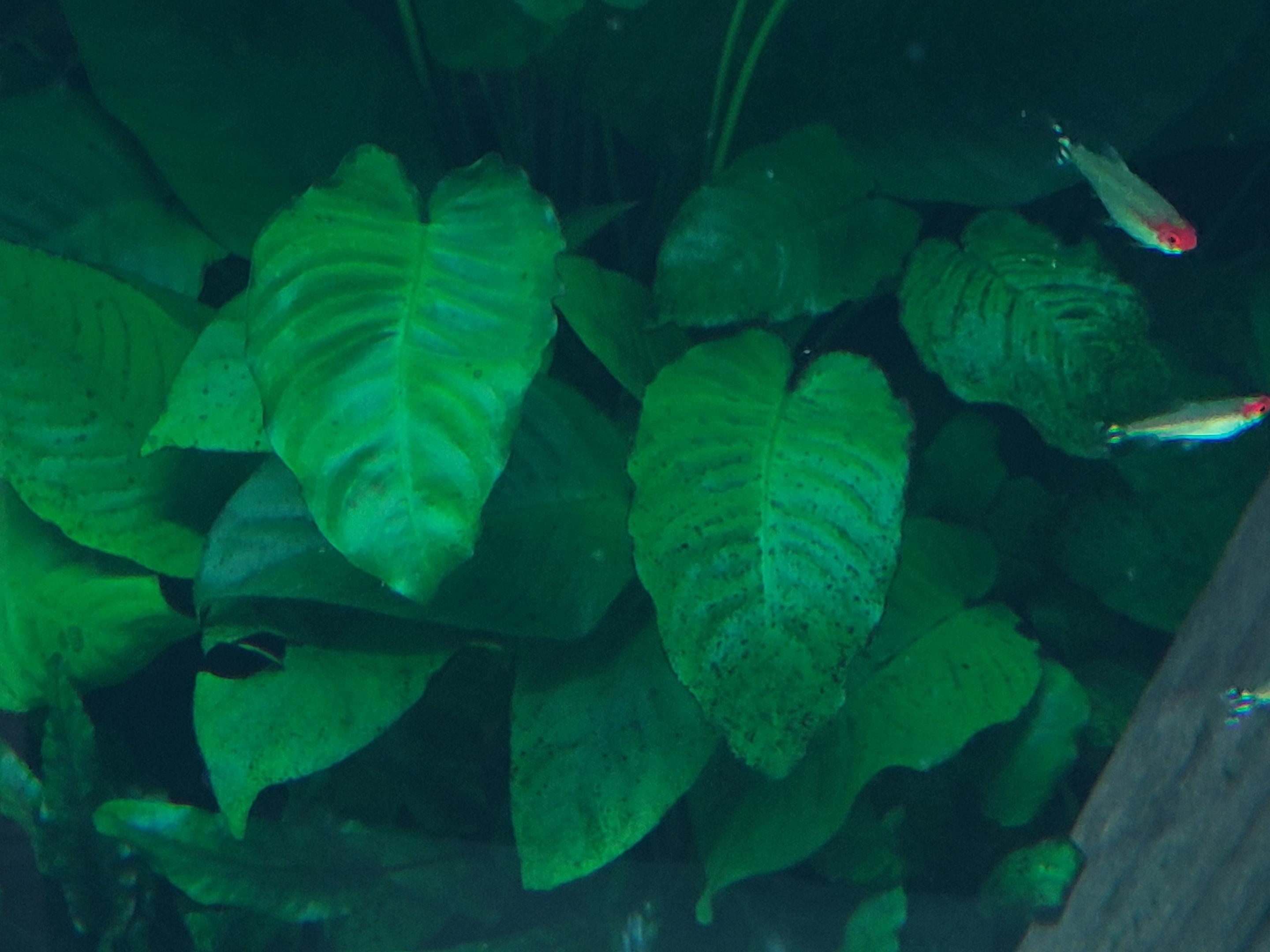 Anubias barteri nana with Green spot algae on its leaves