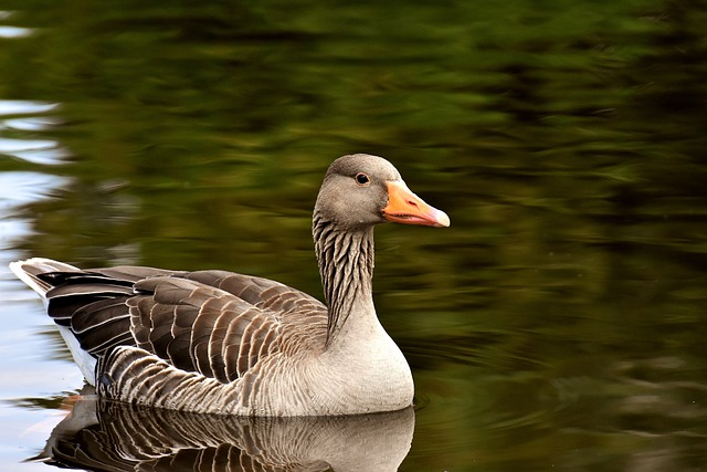 goose, wild goose, water bird