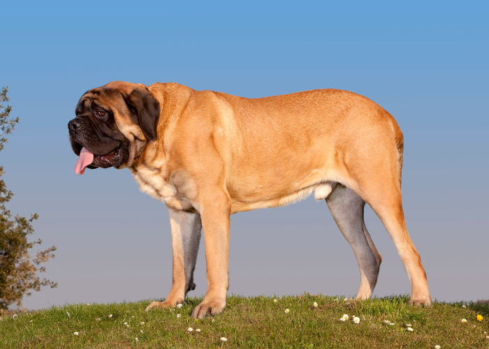 An English Mastiff, one of the brachycephalic dog breeds on the cephalic index. 