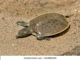 Can a Turtle Survive Without Its Shell? - ReptileStartUp.com