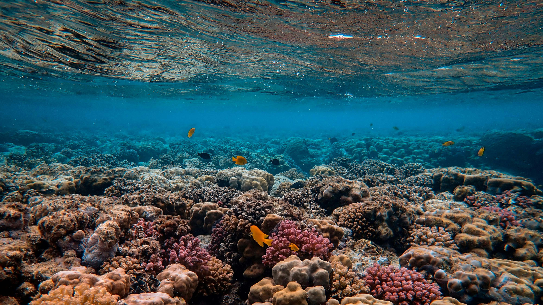 Nusa Penida snorkeling