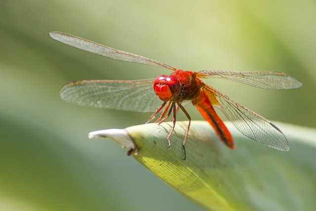 red-veined darter, sympetrum fonscolombii, insect