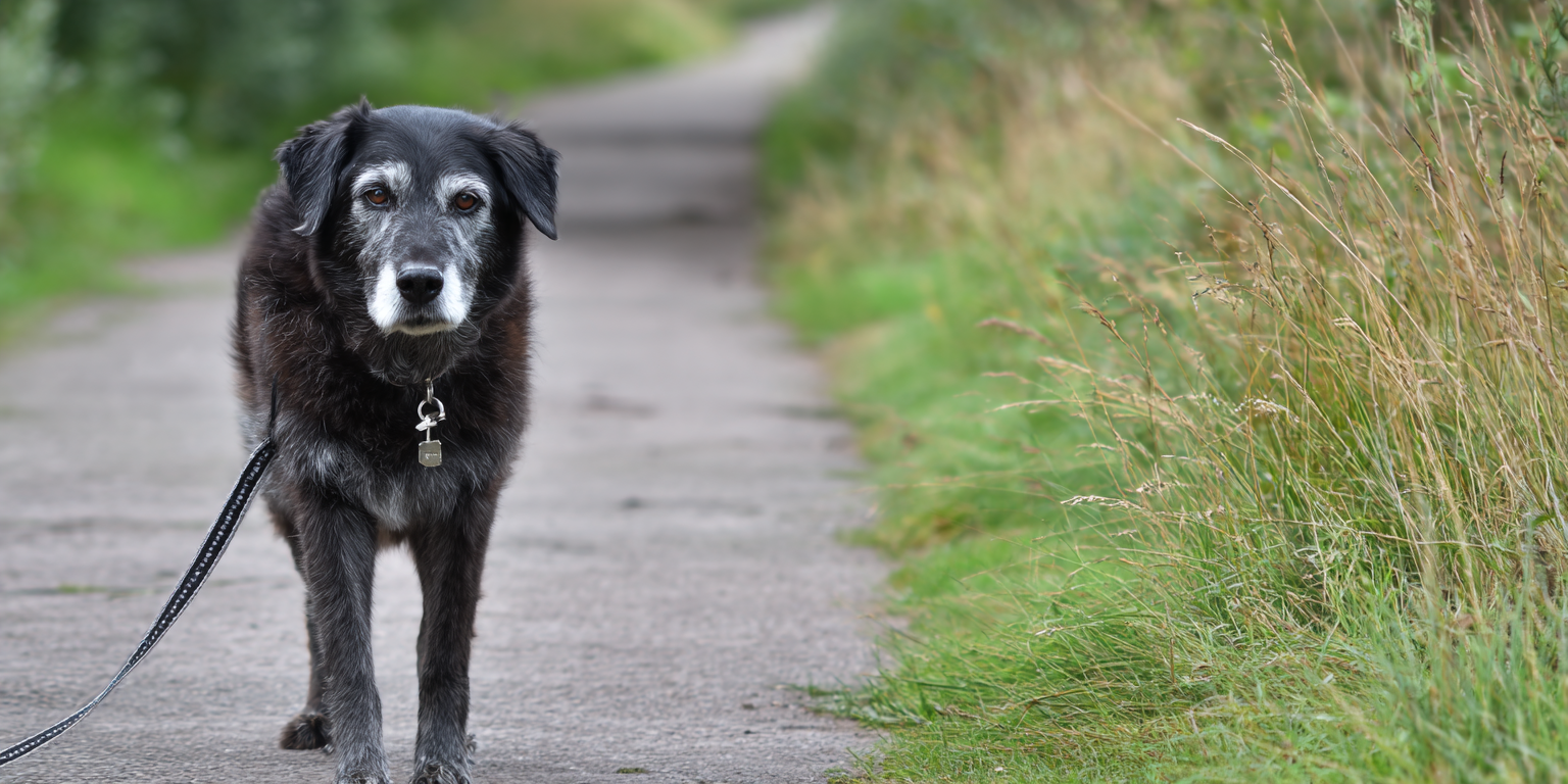 dog walking