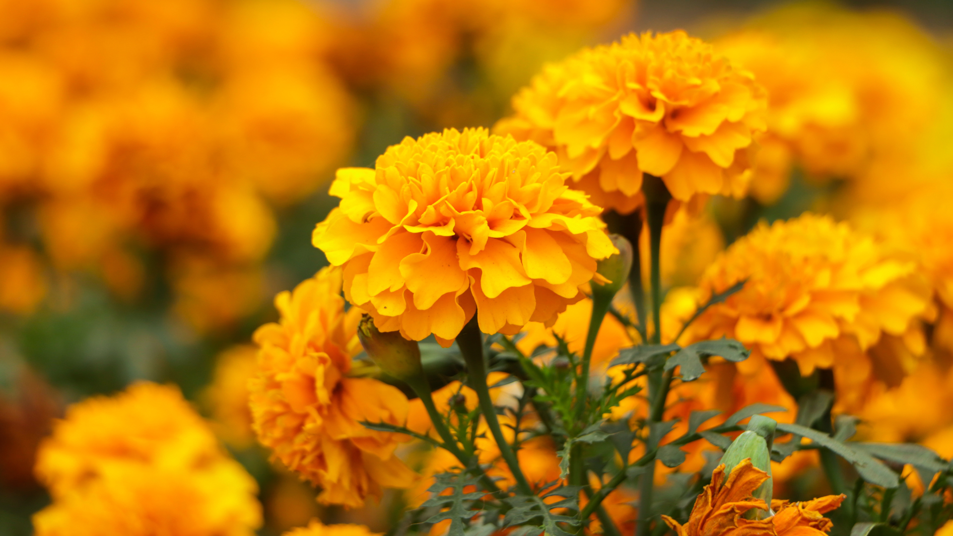 Ringelblume Pferd