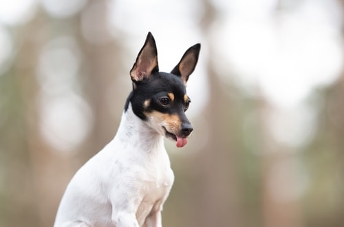 A Toy Fox Terrier Sticking his Tongue out