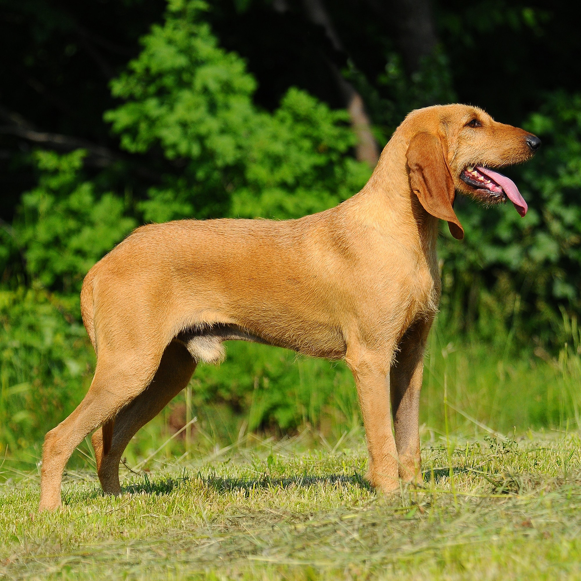Side view of a smiling Fawn Segugio