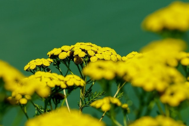tansy, wild flowers, yellow flowers, tanacetum vulgare, nature, plant, blossom, bloom, garden, tansy, tansy, tansy, tansy, tansy, wild flowers, wild flowers, wild flowers, yellow flowers, tanacetum vulgare, tanacetum vulgare, garden