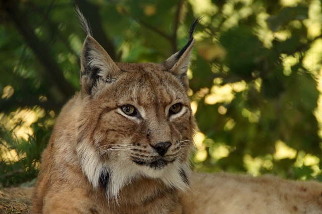 lynx, animal, big cat