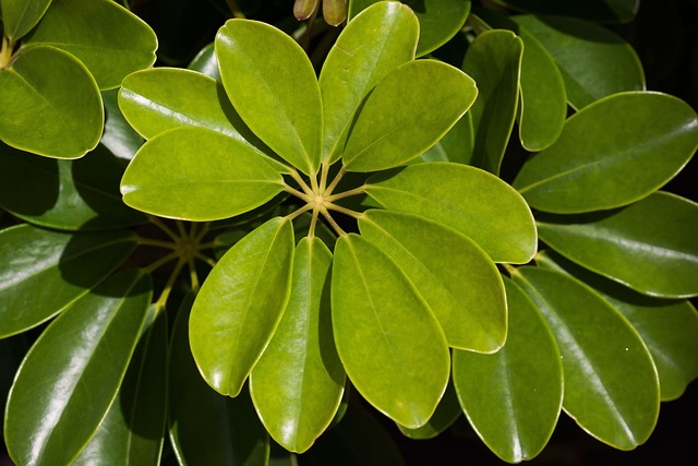 schefflera heptaphylla, plant, leaves, cornstalk plant