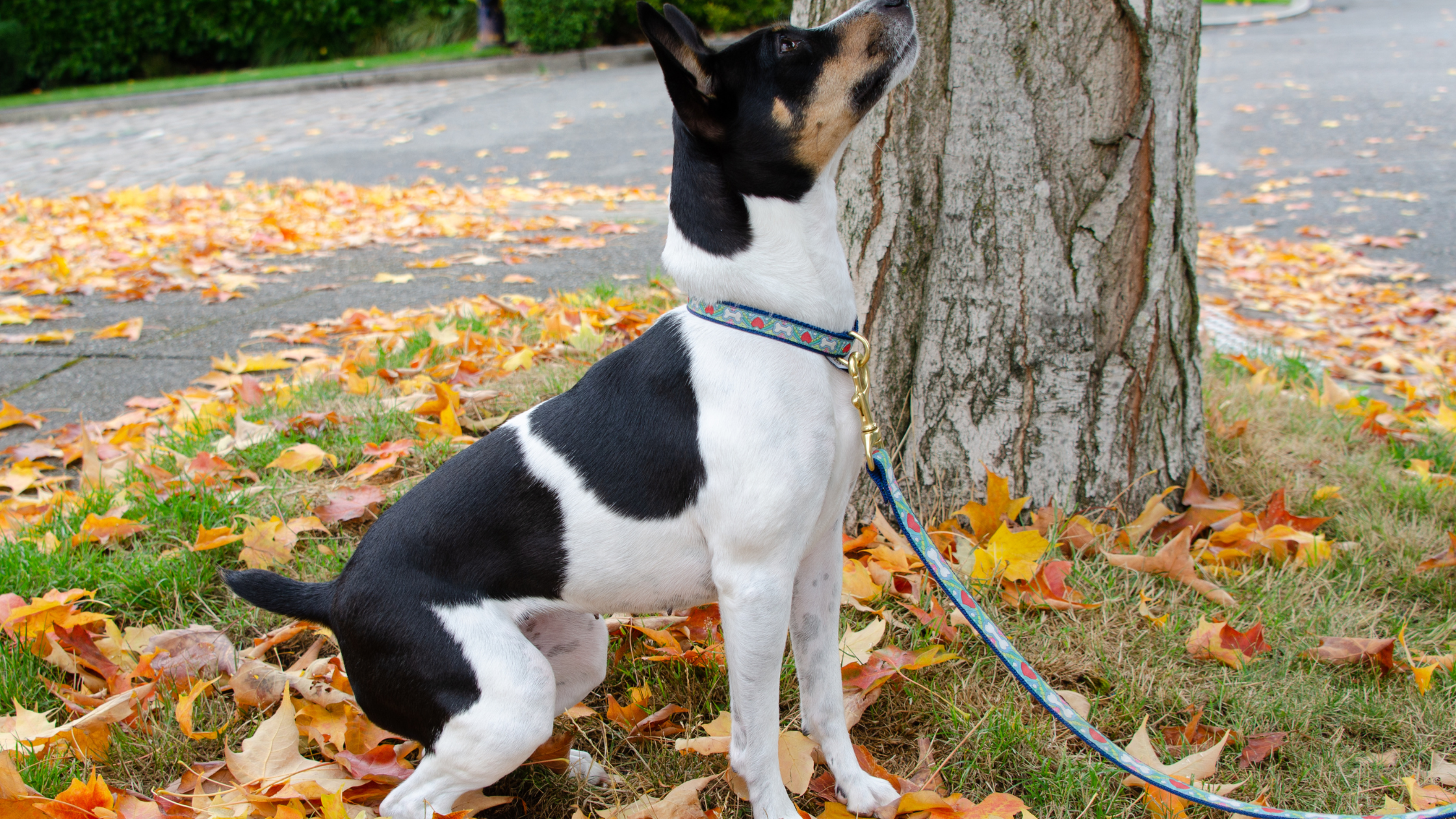 A Rat Terrier on a leash during a walk