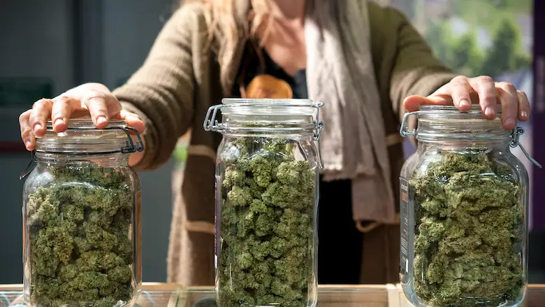 marijuana buds in glass jars