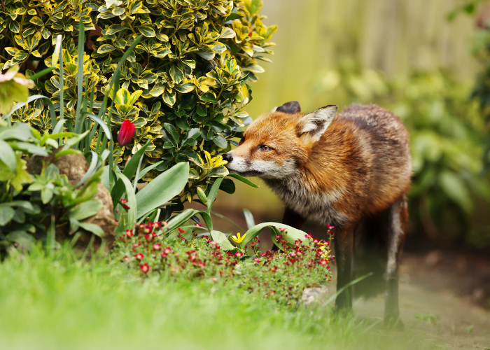 A fox in a garden, looking for food