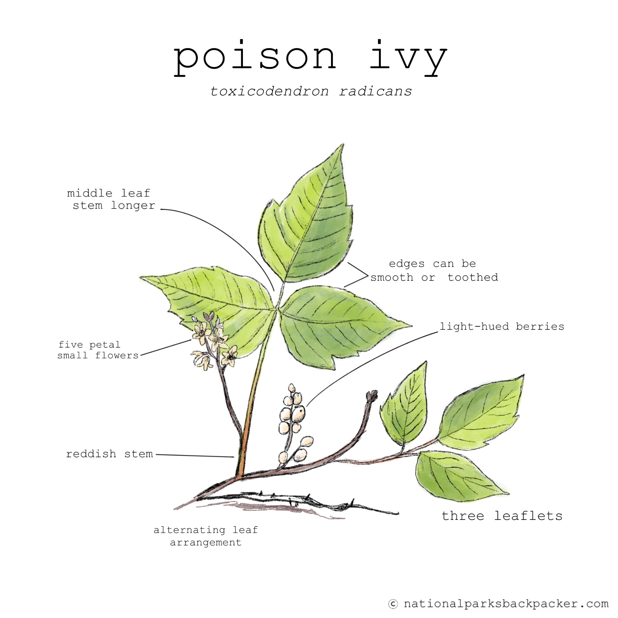 How to Spot Poison Ivy National Parks Backpacker