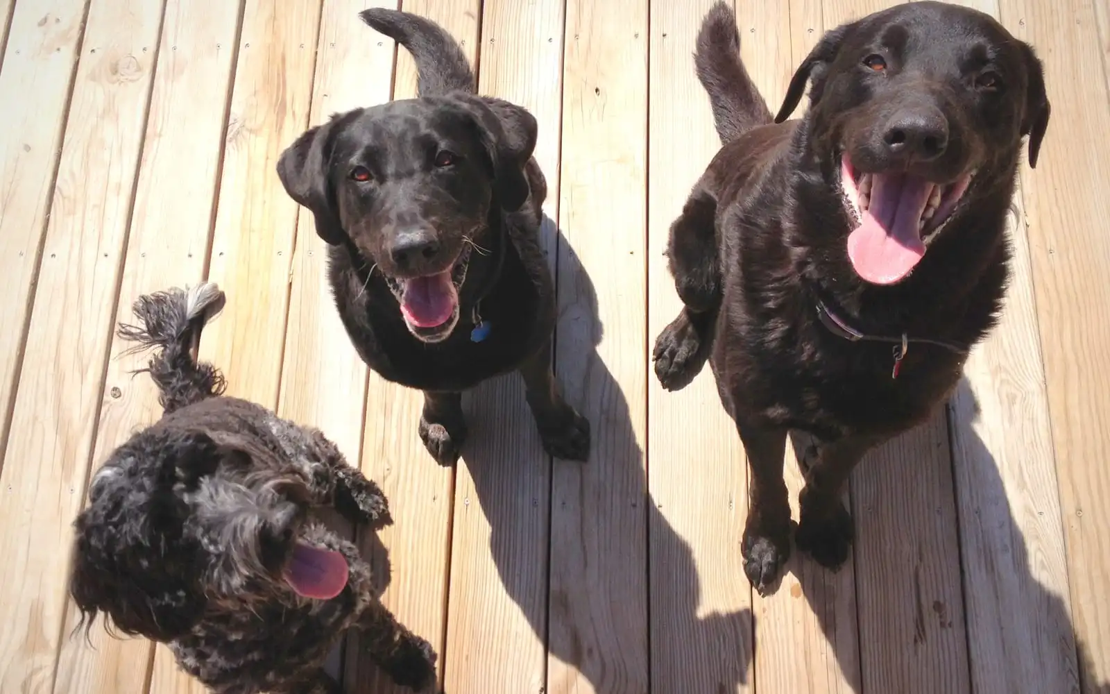 Understanding Dog Behaviors