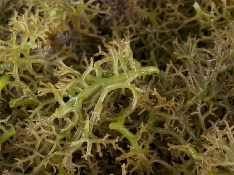 seaweed used for carrageenan
