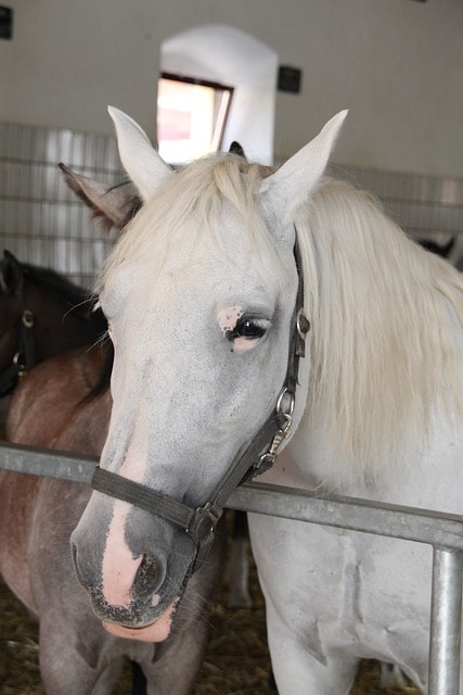 horse, lippizaner, stud