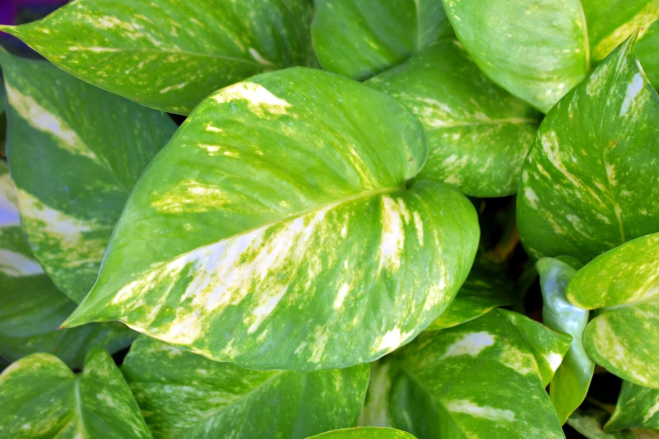 The 11 Best Pothos Types To Bring Home – Humboldts Secret Supplies